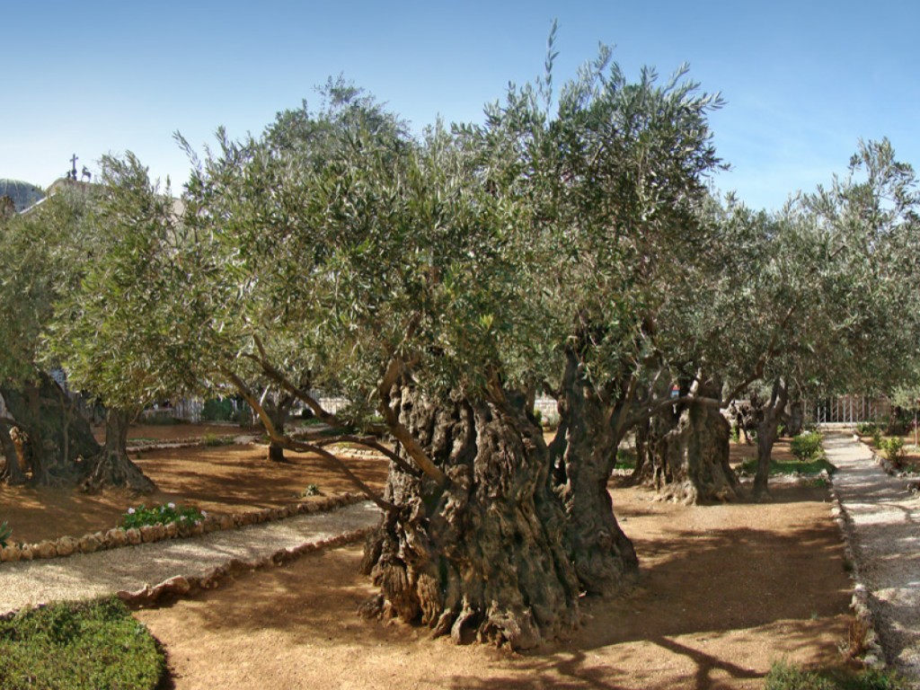 Gethsemane garden
